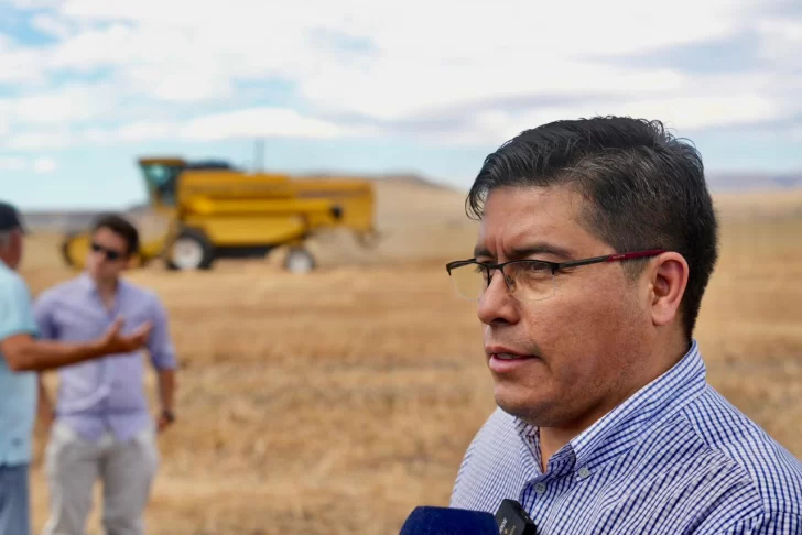 Se realizó la primera cosecha de avena en Santa Cruz: «nunca se había hecho algo así».